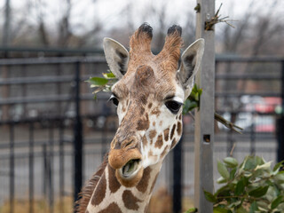 portrait of a giraffe