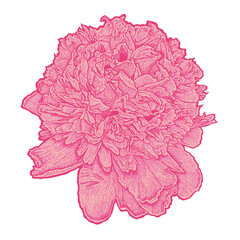 Engraved peony. Hand drawn illustration, png