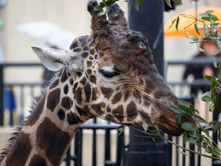 portrait of a giraffe