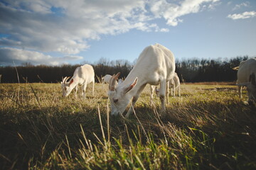 Obraz premium Saanan and Alpine dairy goats on a small farm in Ontario, Canada.