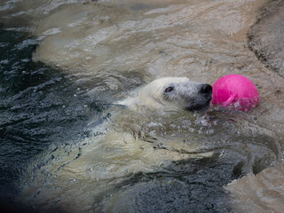 polar bear in the zoo