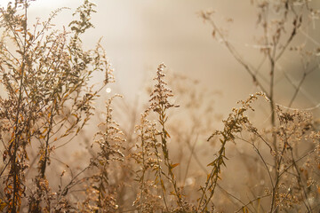 Fototapeta premium Winter garden dried flowers with golden light and spider webs