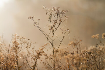Winter garden dried flowers with golden light and spider webs