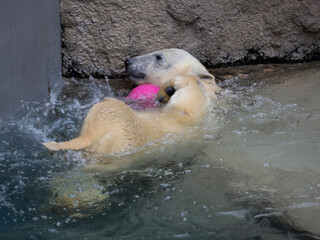 polar bear swimming in water