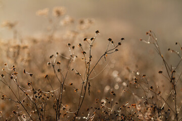Winter garden dried flowers with golden light, bokeh and spider webs