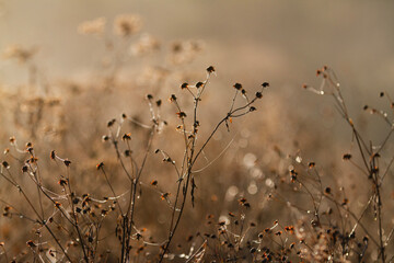 Obraz premium Winter garden dried flowers with golden light, bokeh and spider webs