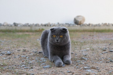 scottish fold, Schottische Faltohrkatze