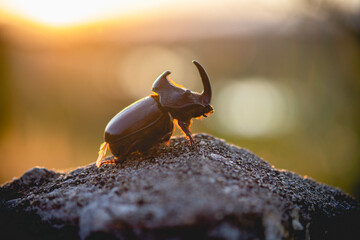Hercules Beetle on a concrete