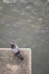 A lonely pigeon