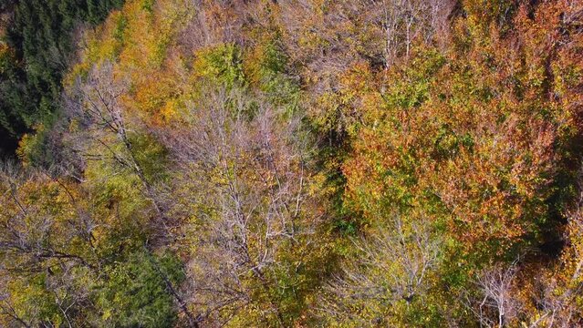 Aerial view of a beautiful autumn forest. Bright and colourful autumn trees on a sunny day. Top view from the air. Bird's-eye view with slow movement. 4K drohne shot.