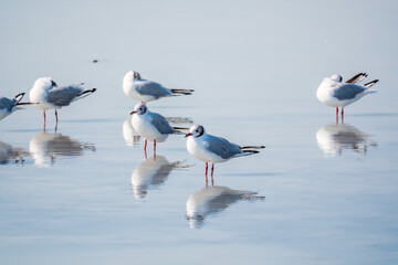 Flock of Seagulls, The European herring gull, swims on the calm lake shore