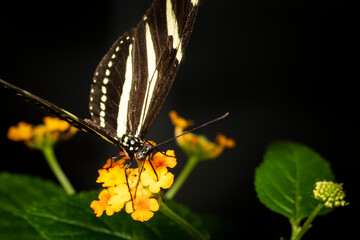 Zebra longing butterfly flying freely in a vivarium