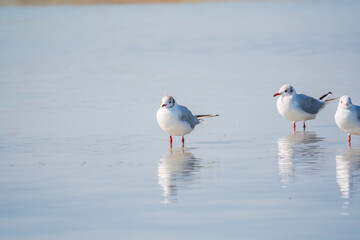Flock of Seagulls, The European herring gull, swims on the calm lake shore