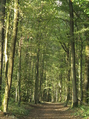 Foret domaniale du Claireau - Chemin de Milon - Parc Naturel Regional de la Haute Vallee de Chevreuse - Chevreuse - Yvelines - Ile-de-France - France