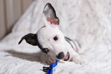 Black And White Puppy Dog chewing on his  collar