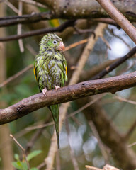 A Plain Parakeet also know as Periquito perched on branch. Species Brotogeris chiriri. Birdwatching. Birding. Parrot. Wet bird