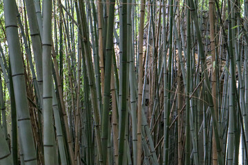 green bamboo forest background view