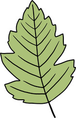 simplicity maple freehand drawing flat design.