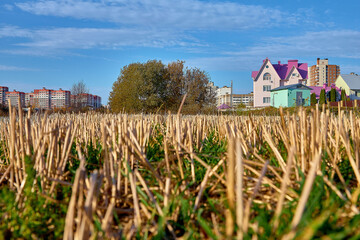 Mowed grass field in front of residential buildings