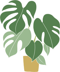 monstera plant freehand drawing flat design.	