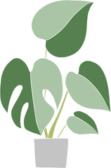 monstera plant freehand drawing flat design.	