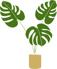 monstera plant freehand drawing flat design.	