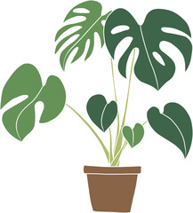 monstera plant freehand drawing flat design.	