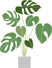 monstera plant freehand drawing flat design.	