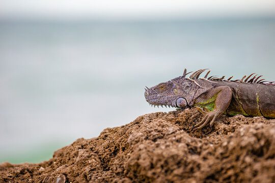 Marine iguana resting on rocky beach and looking away