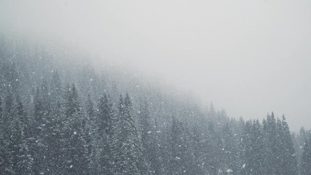 Christmas holiday background. Winter scene. Snowfall in winter forest