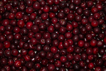 Background of red ripe cherries. View from above.