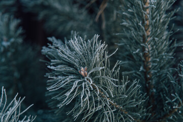 Naklejka na ściany i meble Pine branch covered with hoarfrost, abstract winter atmospheric background