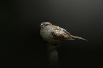 Close-up of a House sparrow with dark background