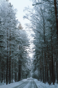 Winter landscape, Winter forest, Winter road and trees, pine trees covered with snow, vertical