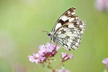Close up of a Marbled White butterfly (Melanargia galathea) on a flower