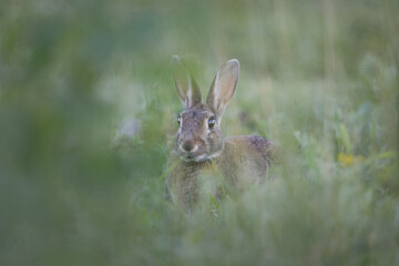 Wild rabbit sitting in grass - Oryctolagus cuniculus