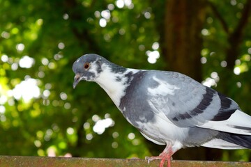 
The rock dove, rock pigeon, or common pigeon  is a member of the bird family Columbidae (doves and pigeons). In common usage, this bird is often simply referred to as the 