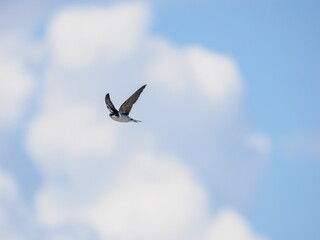 house martin in flight 