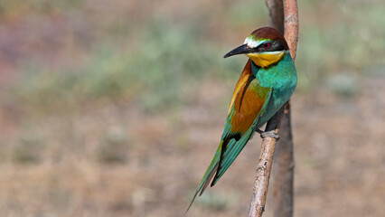 Beautiful and colourfull bee eater birds i took in Ankara