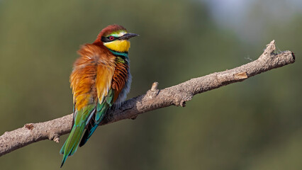 Beautiful and colourfull bee eater birds i took in Ankara