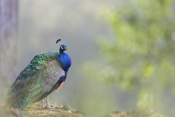 Portrait of beautiful peacock  in the wild - Pavo cristatus