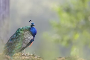 Foto op Plexiglas Portrait of beautiful peacock  in the wild - Pavo cristatus © Nathalie