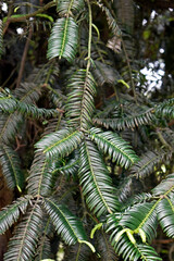 Chinese plum-yew leaves (Cephalotaxus fortunei) on garden