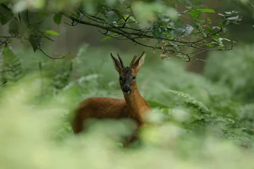 Raamstickers Majestic roe deer in the forest- Capreolus capreolus © Nathalie