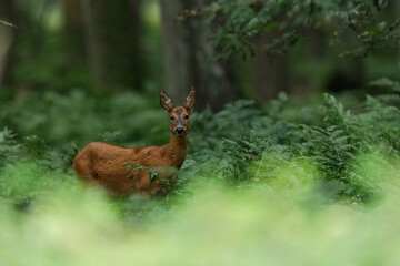 Majestic roe deer in the forest- Capreolus capreolus