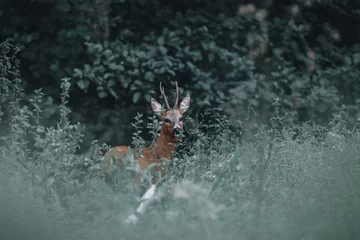 Fotobehang Majestic roe deer in the forest- Capreolus capreolus © Nathalie