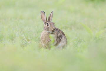 Wild rabbit sitting in grass - Oryctolagus cuniculus