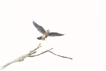 Common kestrel (Falco tinnunculus) - bird of prey -Isolated on a white background
