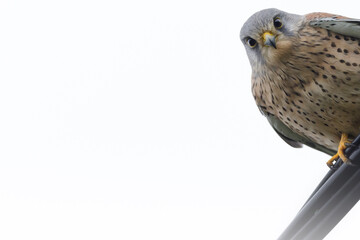 Common kestrel (Falco tinnunculus) - bird of prey -Isolated on a white background