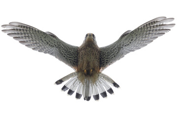 Common kestrel (Falco tinnunculus) - bird of prey -Isolated on a white background